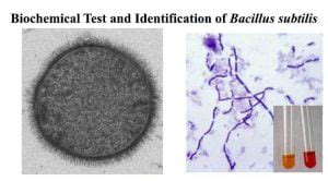 is bacillus subtilis catalase positive or negative|Bacillus subtilis Vegetative Catalase Is an Extracellular Enzyme.